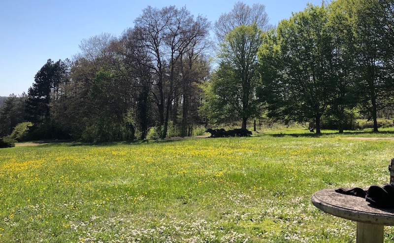 Prairie Métairie Avril 2021.jpg