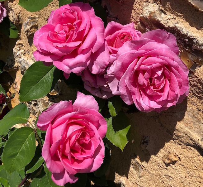 Roses_Métairie3.jpg